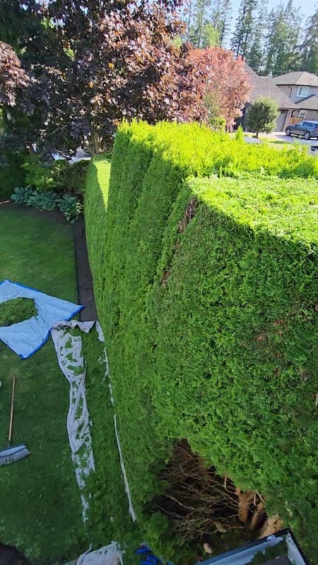 Pinecrest Hedge & Tree Care photo 3