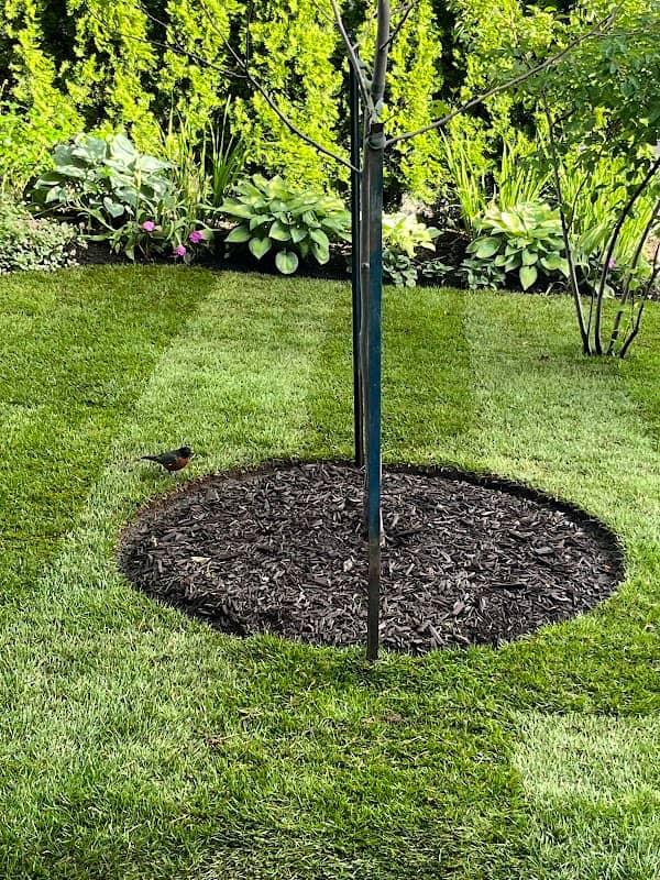 Sodding Canada - Sod Installation & Lawn Replacement photo 2