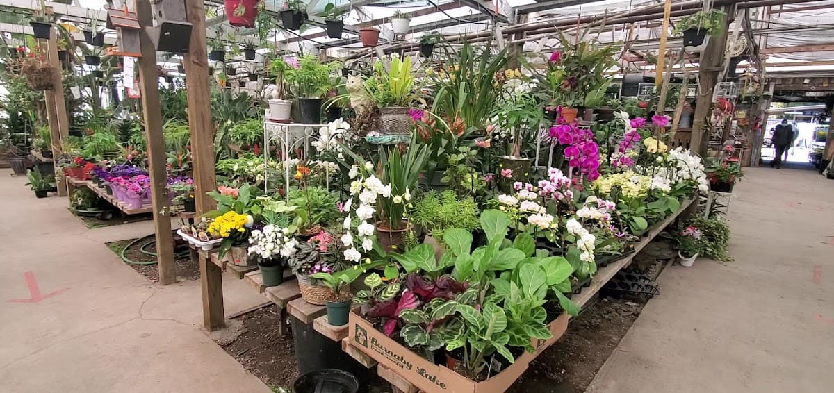 Sunrise Garden Centre photo 3