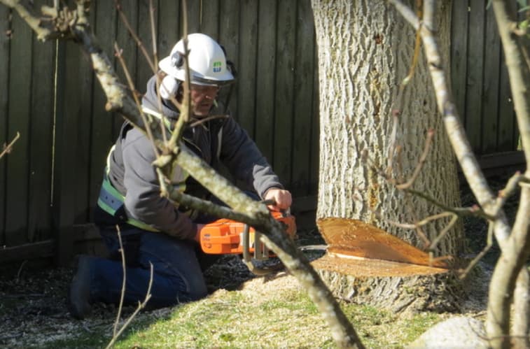 Tall Timber Tree Services