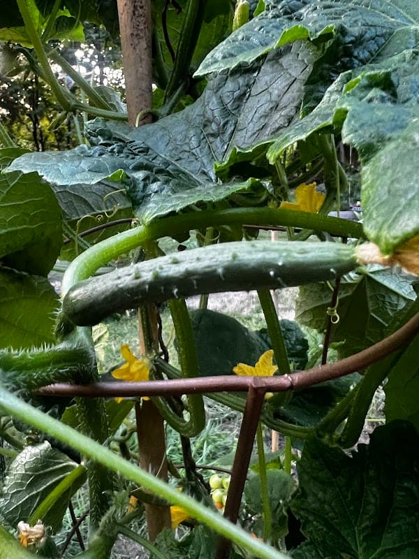 TerraLink Horticulture photo 2