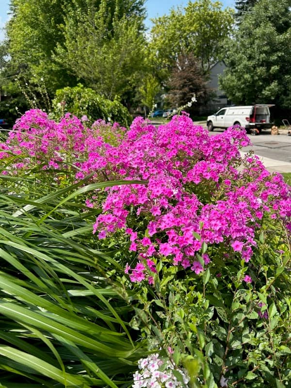 Toronto Lawn Mowing Solutions photo 2