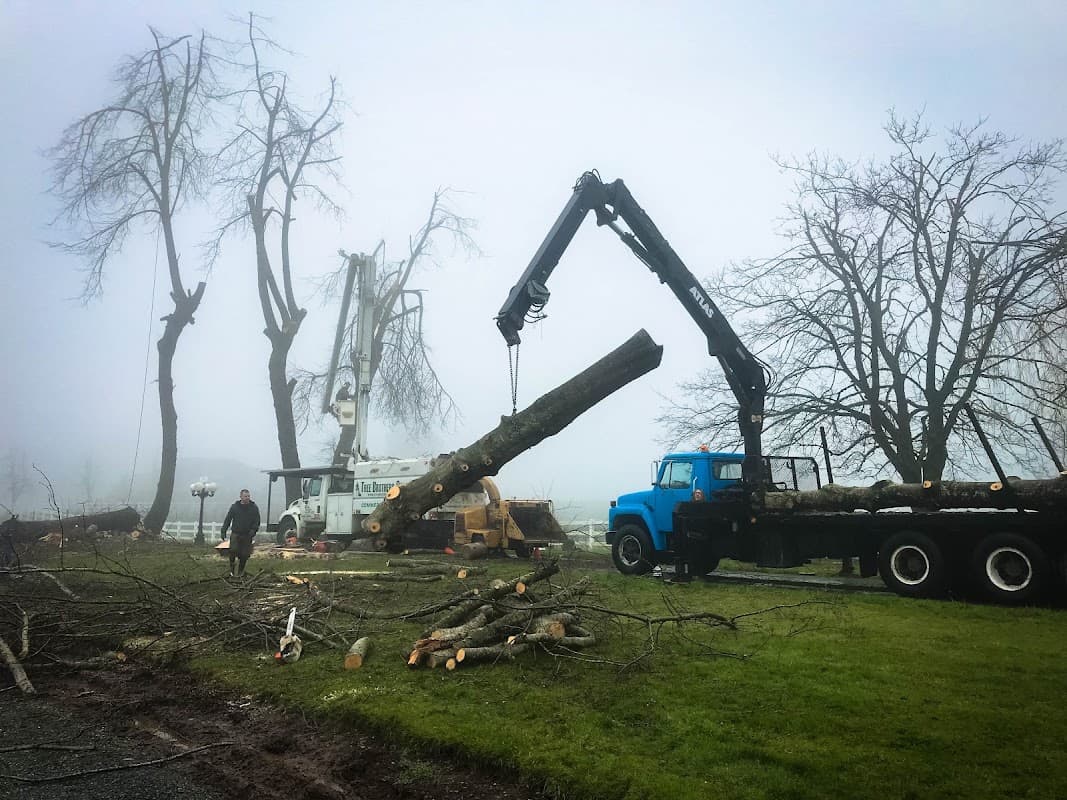 Tree Brothers LTD project photo