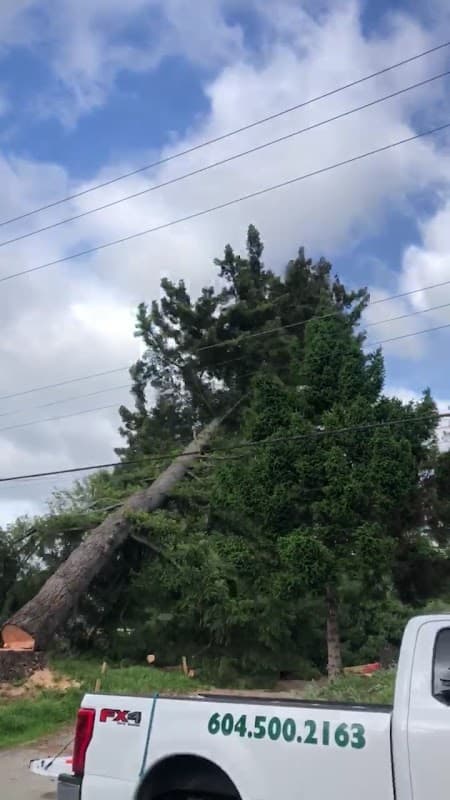 Tree Brothers LTD photo 3