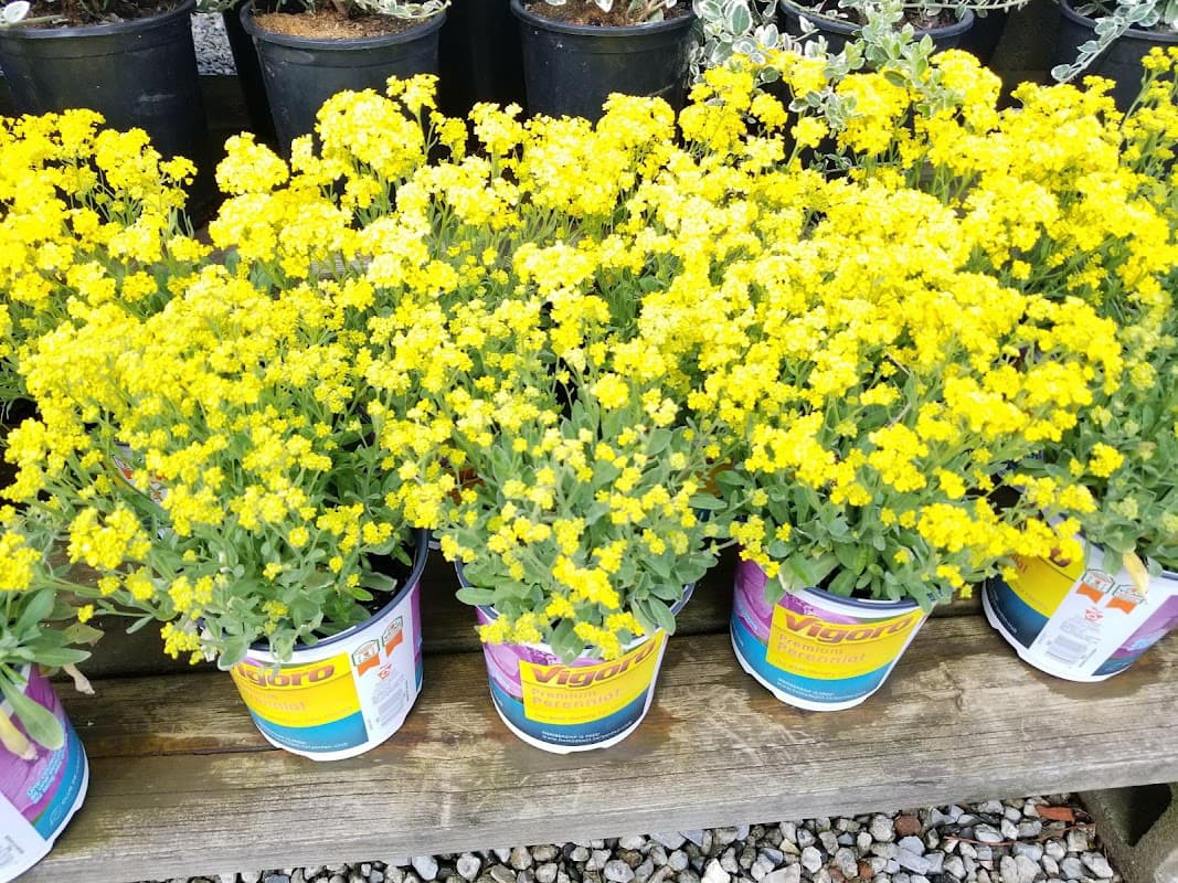 TSC Nursery Sales Ltd project photo