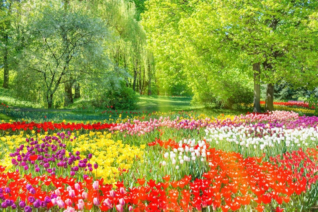TurfBoys Lawn & Landscape , Spring Clean Ups ,Lawn Repairs , New Lawns Installed , Aeration . Fertilizer and More . photo 5