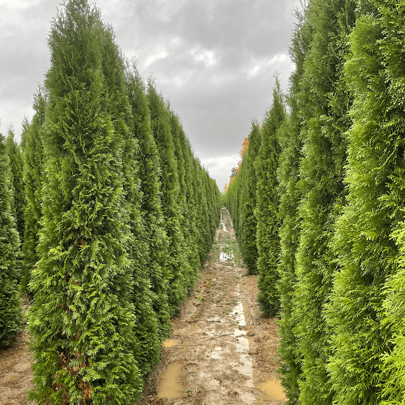 Vanstarr Landscaping photo 3