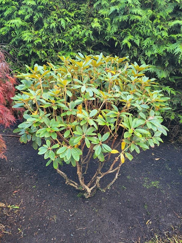 Verdant Minds Landscaping photo 2