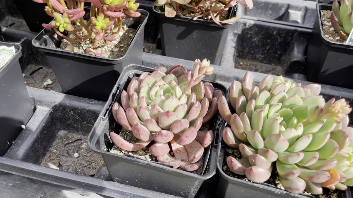 W.I.G. Garden Centre and Nursery (Western Independent Greenhouses) photo 3