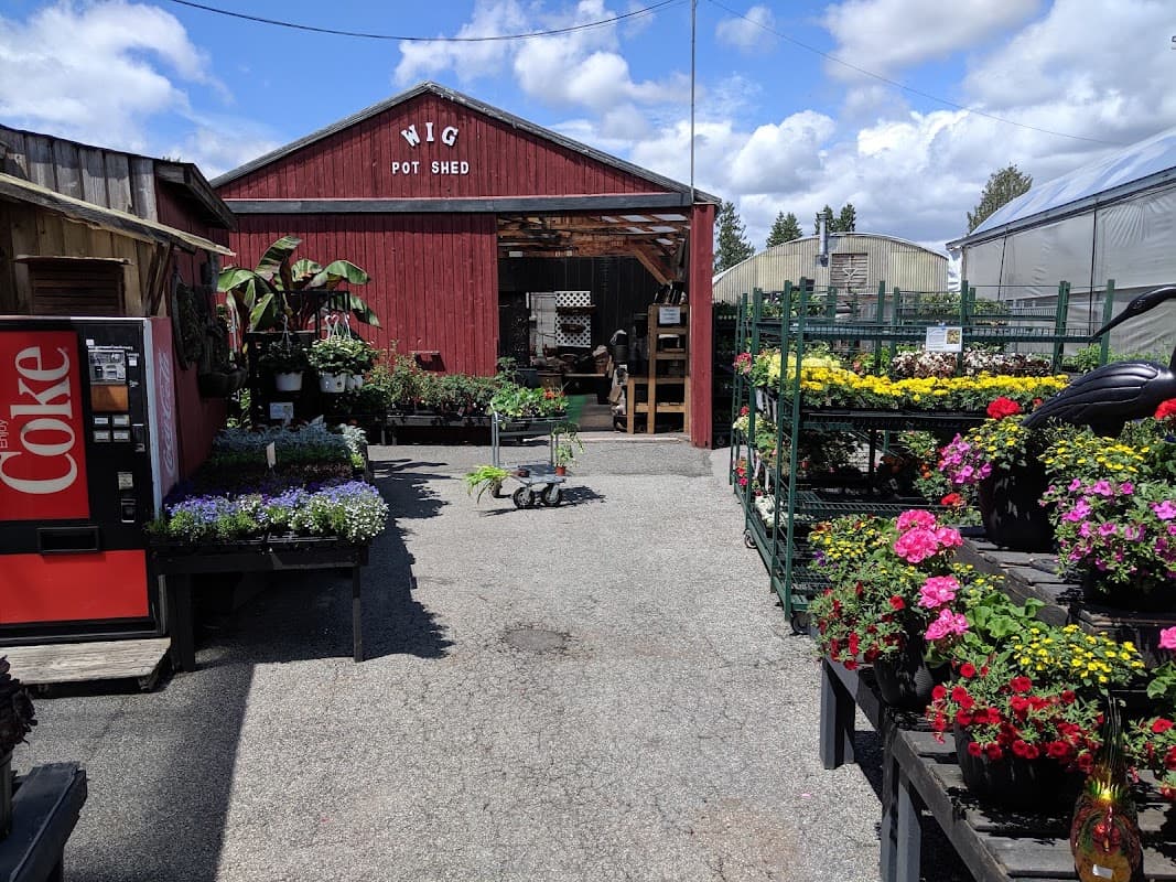 W.I.G. Garden Centre and Nursery (Western Independent Greenhouses) photo 5