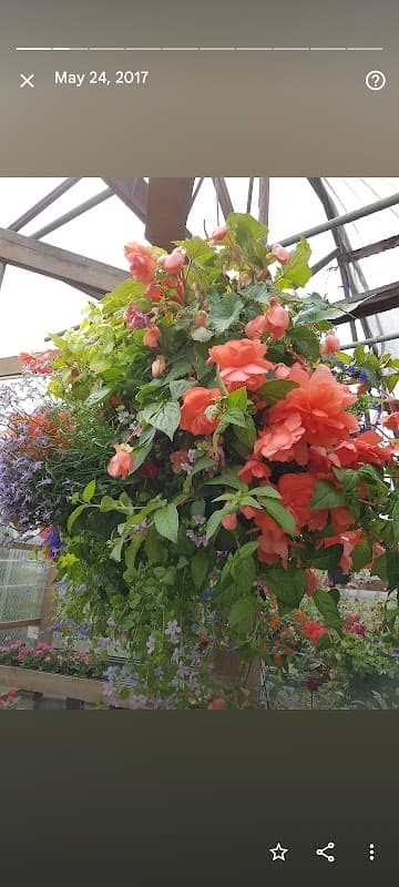 W.I.G. Garden Centre and Nursery (Western Independent Greenhouses) photo 6