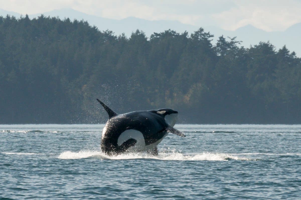 White Rock Sea Tours project photo