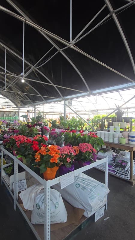 Wing Wong's Nursery photo 3