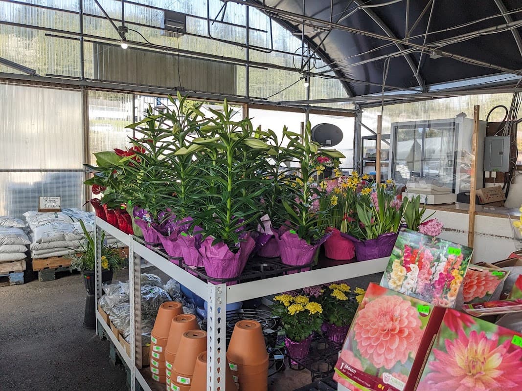 Wing Wong's Nursery photo 5