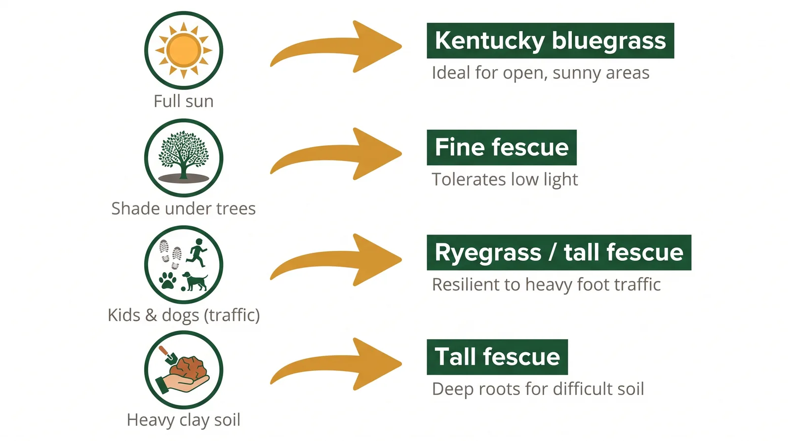 Diagram matching Toronto yard conditions to the best grass type: full sun to Kentucky bluegrass, shade to fine fescue, heavy traffic to ryegrass or tall fescue, clay soil to tall fescue