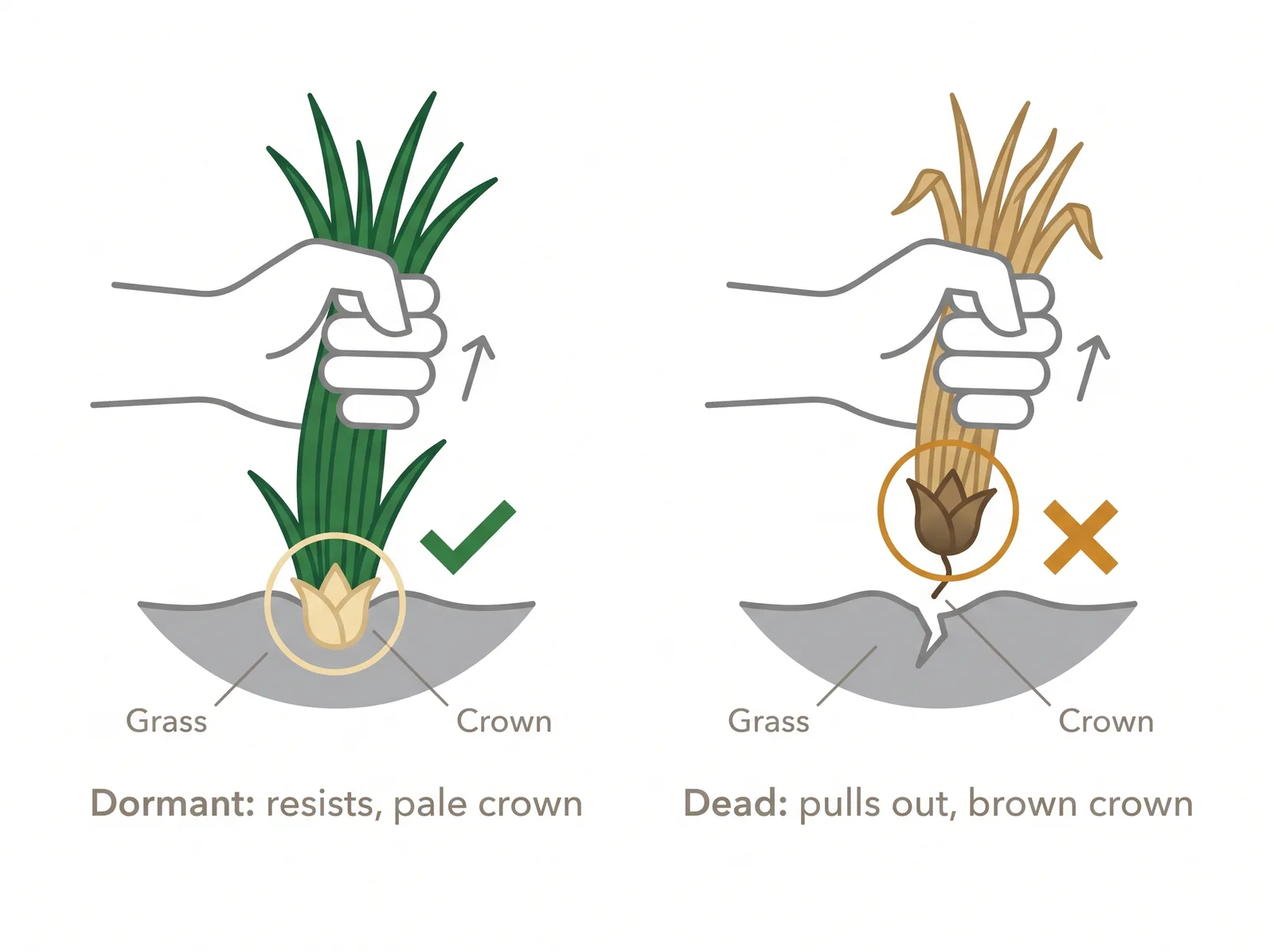 Diagram of the tug test for burnt grass showing a firm pale crown that resists means dormant and a brown crown that pulls out means dead