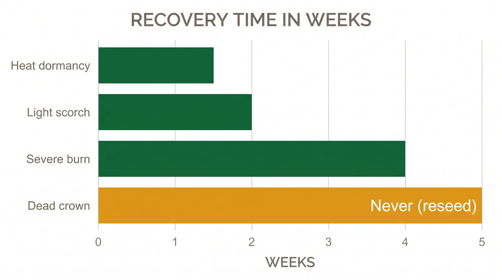 Recovery timeline chart for burnt grass by cause: dormancy one to two weeks, light scorch two weeks, severe burn up to a month, dead crown never
