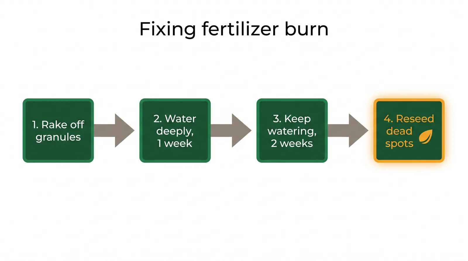 Flow diagram of fertilizer-burn recovery steps: rake off granules, water deeply for a week, keep watering two weeks, reseed dead patches