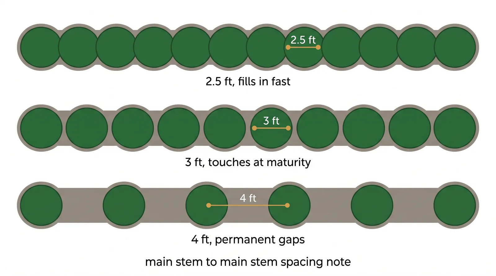 Spacing diagram of emerald cedars showing 2.5 feet fills in fast, 3 feet touches at maturity, and 4 feet leaves permanent gaps between separate trees