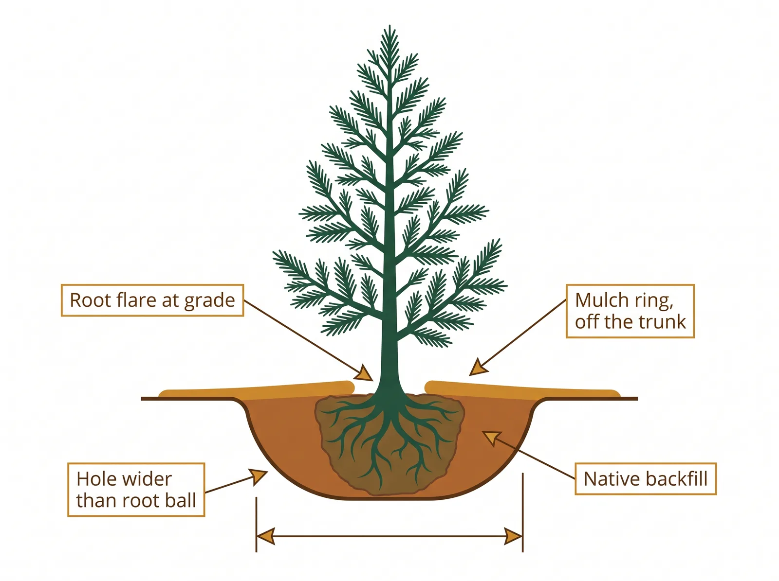 Cross-section of a correctly planted cedar showing the root flare at ground level, a hole wider than the root ball, native backfill, and a mulch ring kept off the trunk