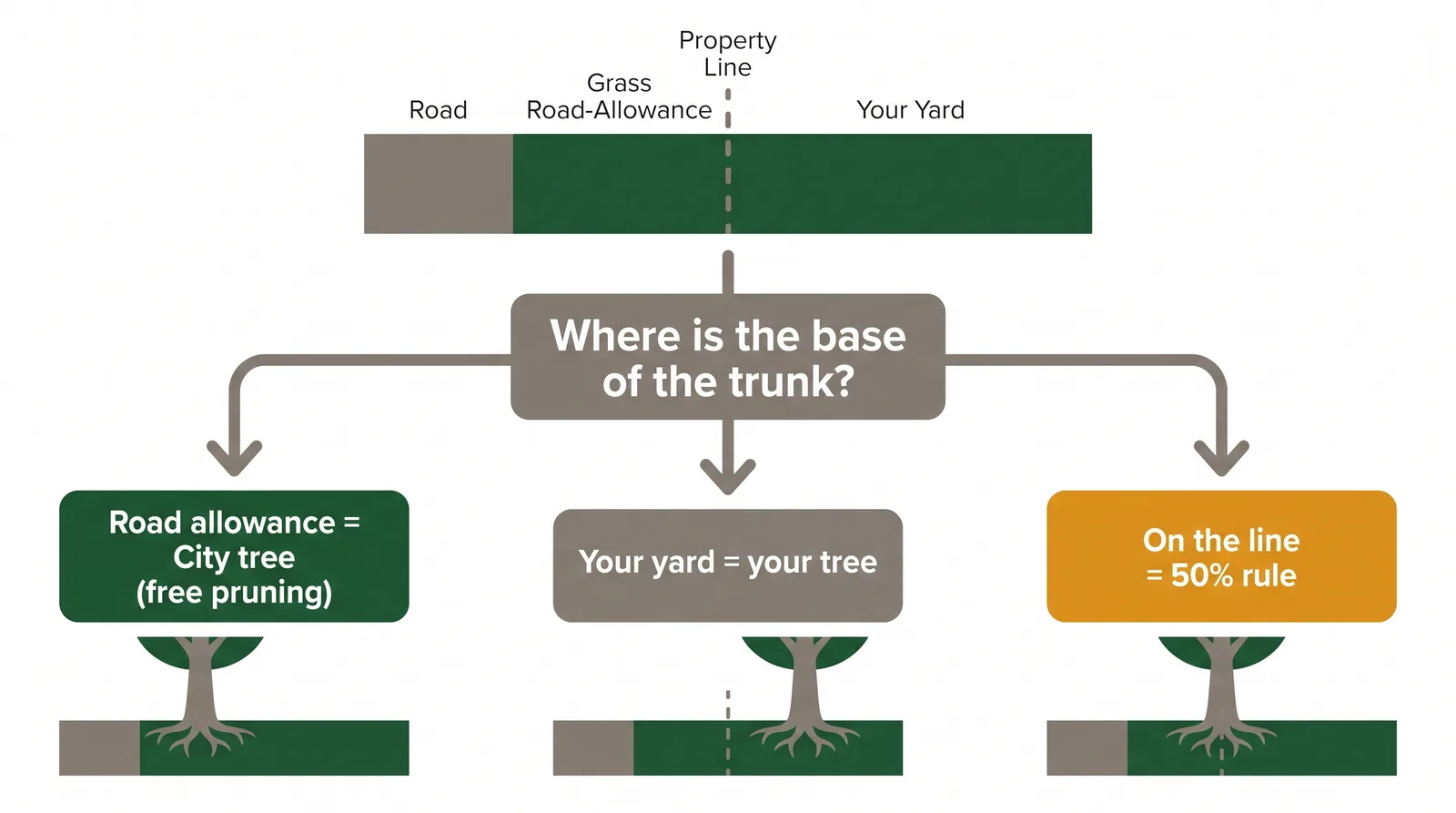 Decision diagram for Toronto tree ownership: if the trunk base is on the City road allowance it is a City tree, if in your yard it is yours, and boundary trees follow the 50 percent rule