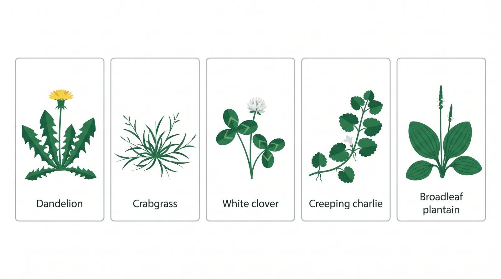 Identification chart of five common Ontario lawn weeds: dandelion, crabgrass, white clover, creeping charlie, and broadleaf plantain, each labeled with its leaf and flower shape