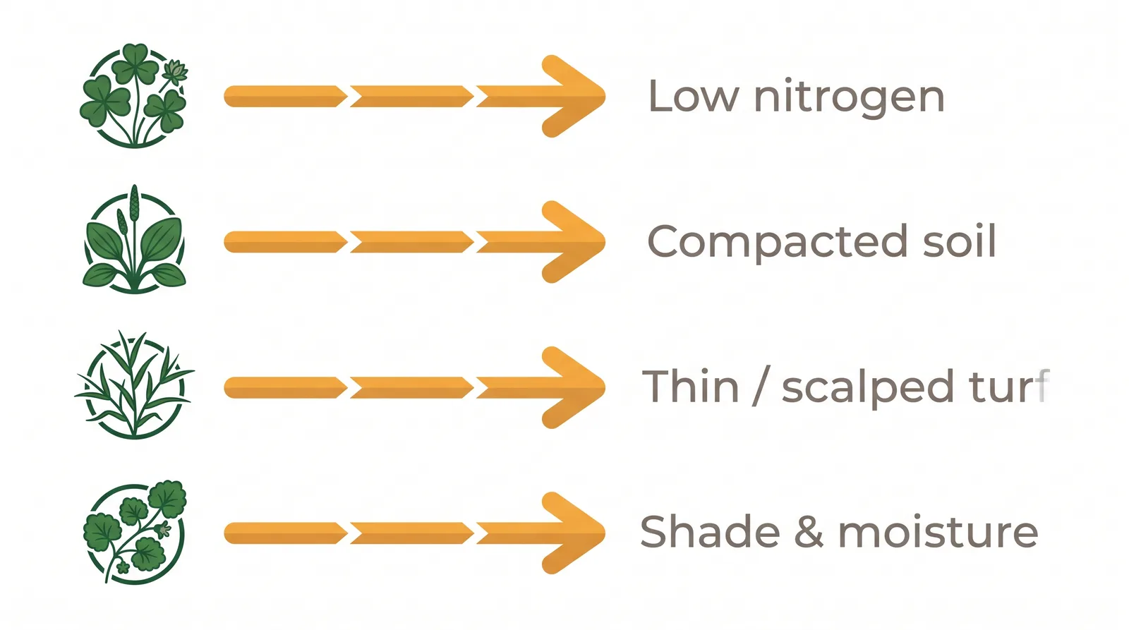 Diagram matching each common lawn weed to the soil or lawn problem it signals: clover to low nitrogen, plantain to compacted soil, crabgrass to thin turf, creeping charlie to shade and moisture