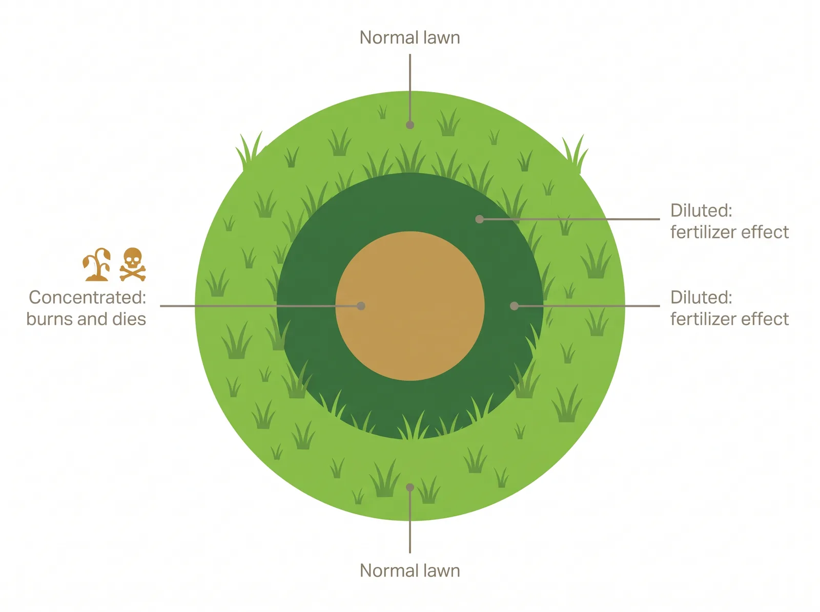 Diagram of a dog urine spot anatomy showing a dead brown centre from concentrated nitrogen and a green outer ring from diluted urine acting as fertilizer