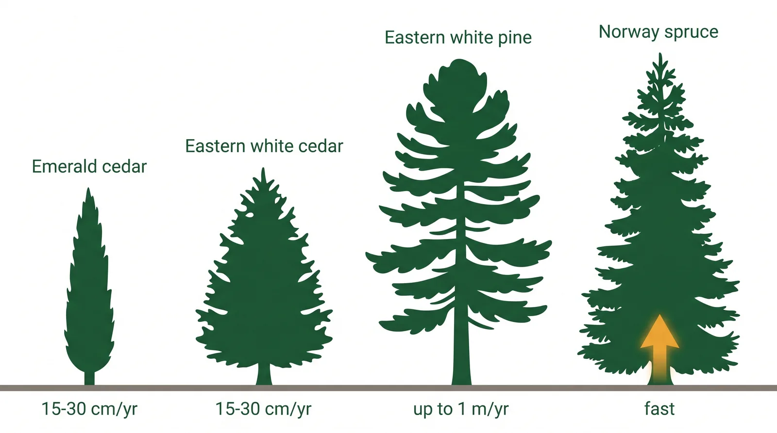 Diagram comparing privacy evergreen growth rates and mature sizes: emerald cedar narrow and moderate, eastern white cedar wider, eastern white pine and Norway spruce very tall and fast