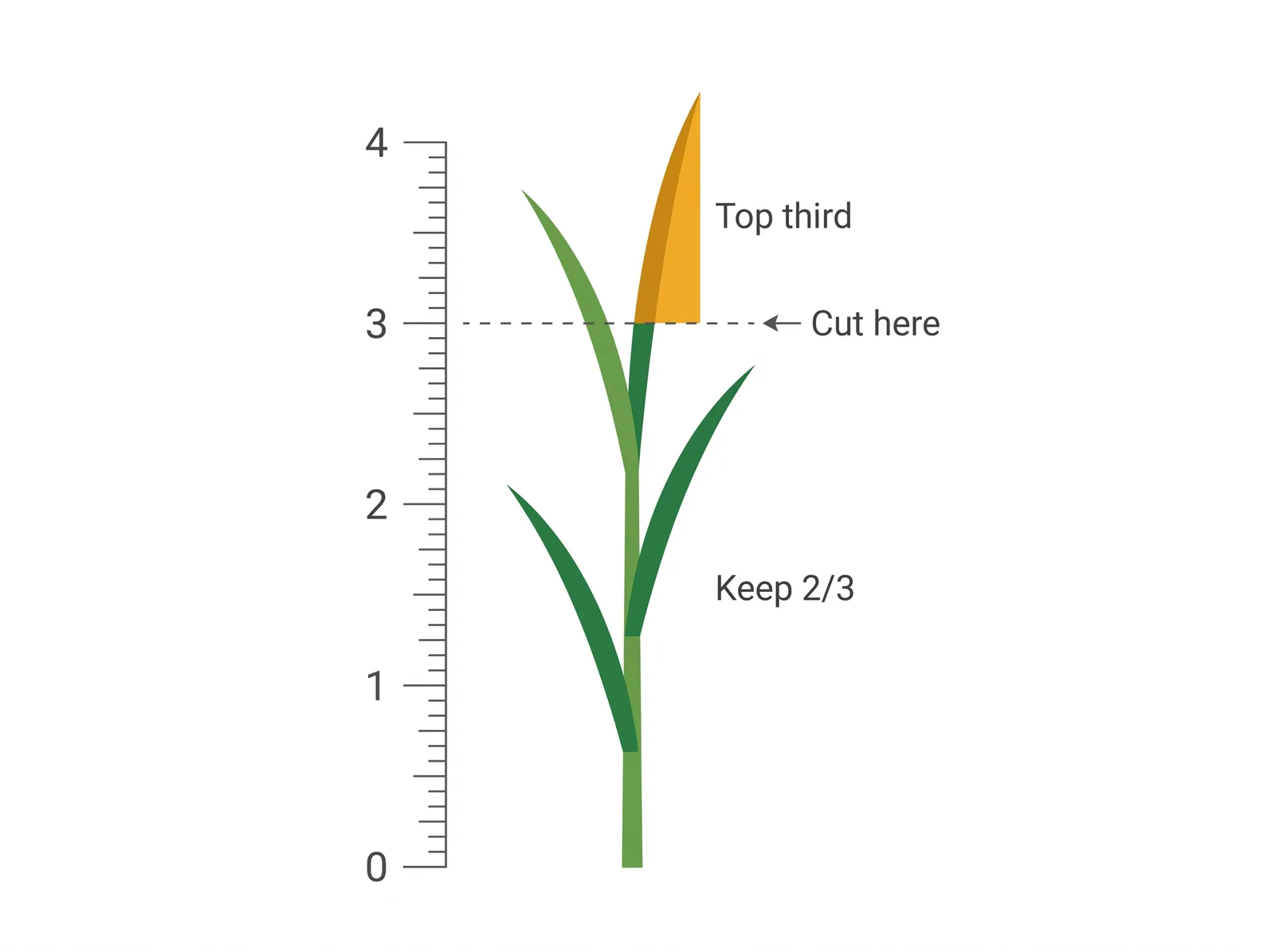 Diagram of the one-third mowing rule showing a grass blade cut from 4 inches down to 3 inches, removing only the top third