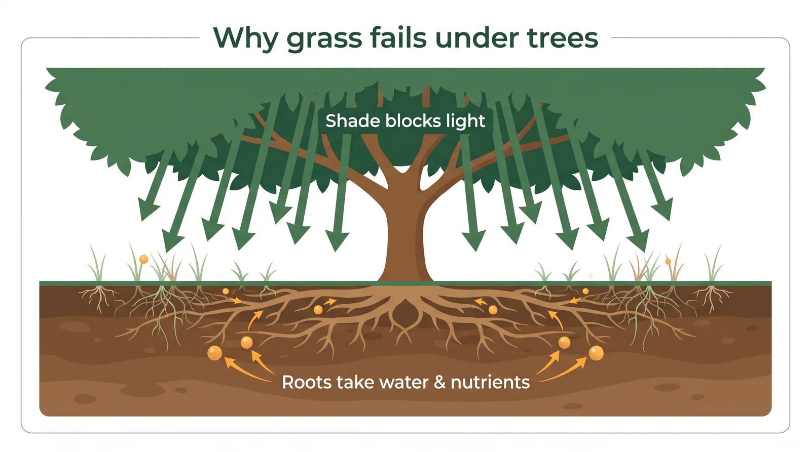 Diagram of two reasons grass fails under trees: the canopy blocking sunlight and shallow tree roots competing with turf for water and nutrients