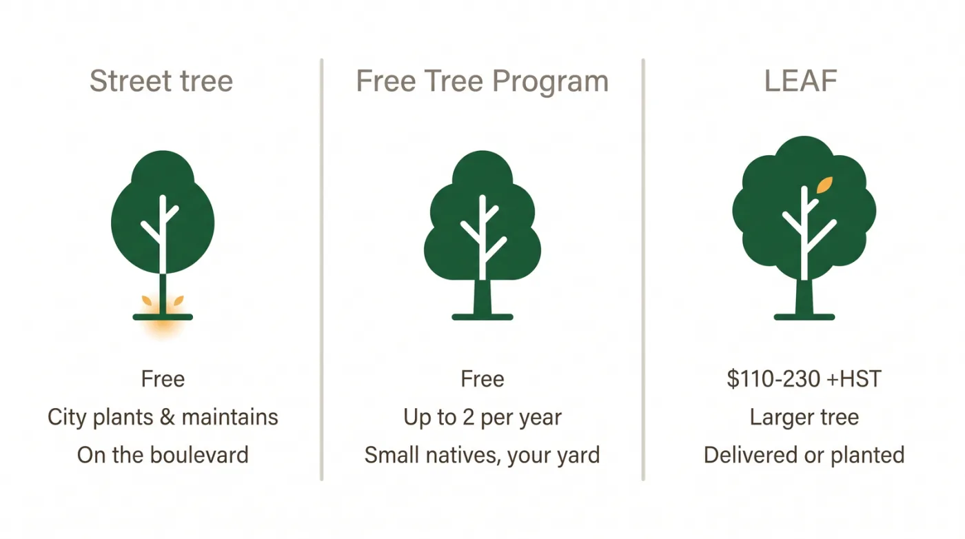 Comparison of three Toronto tree programs: free street tree planted and maintained by the City, free Toronto Free Tree Program native starter plants for your yard, and LEAF subsidized larger backyard trees at 110 to 230 dollars per tree