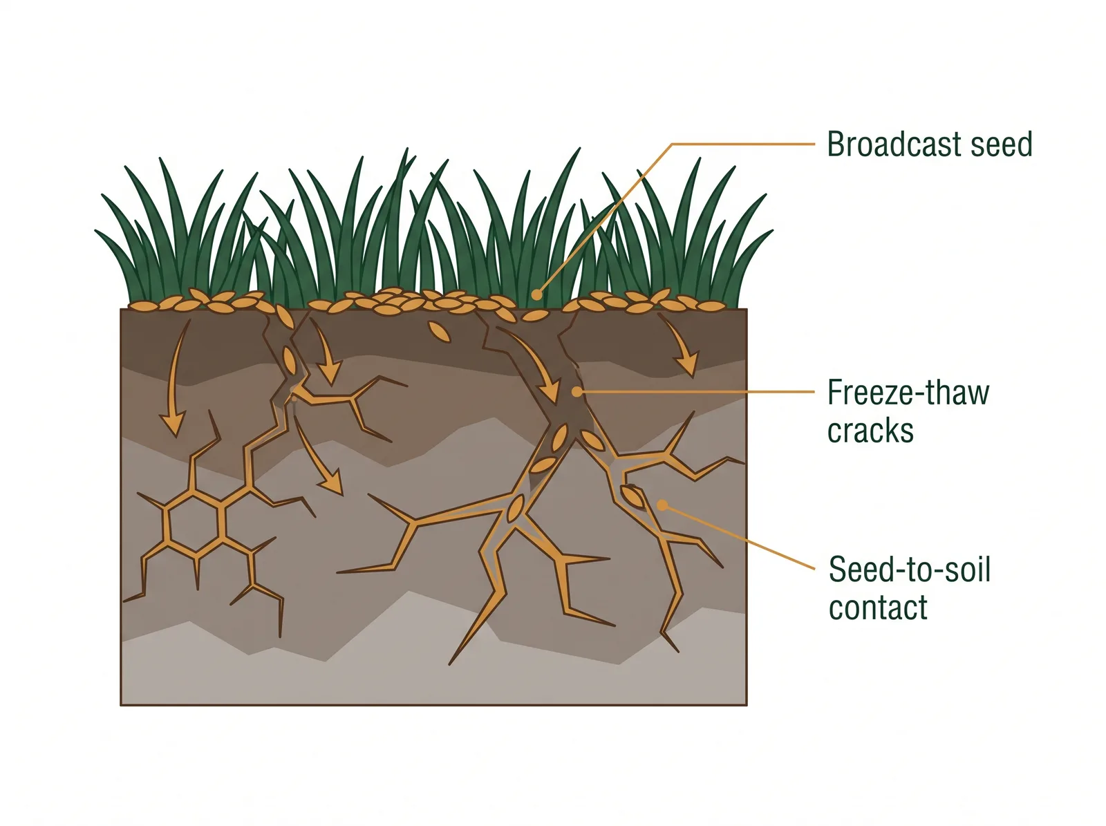 Cross-section diagram of frost seeding showing seed on frozen soil, freeze-thaw cracks opening in the ground, and seed settling into the soil for good contact