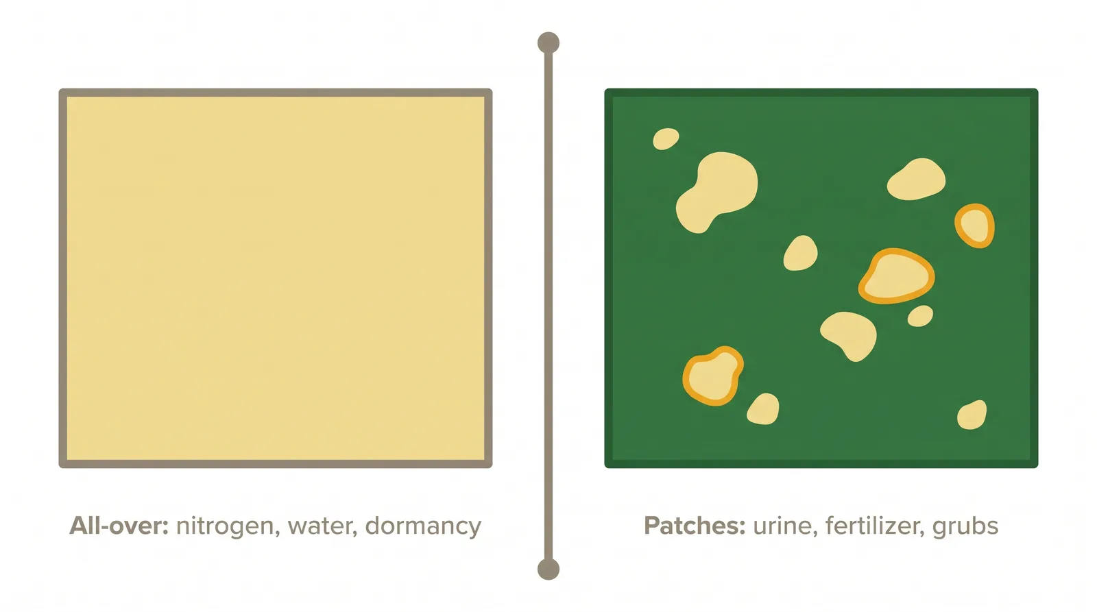 Diagnostic diagram showing all-over lawn yellowing pointing to whole-lawn causes and patchy yellowing pointing to local causes