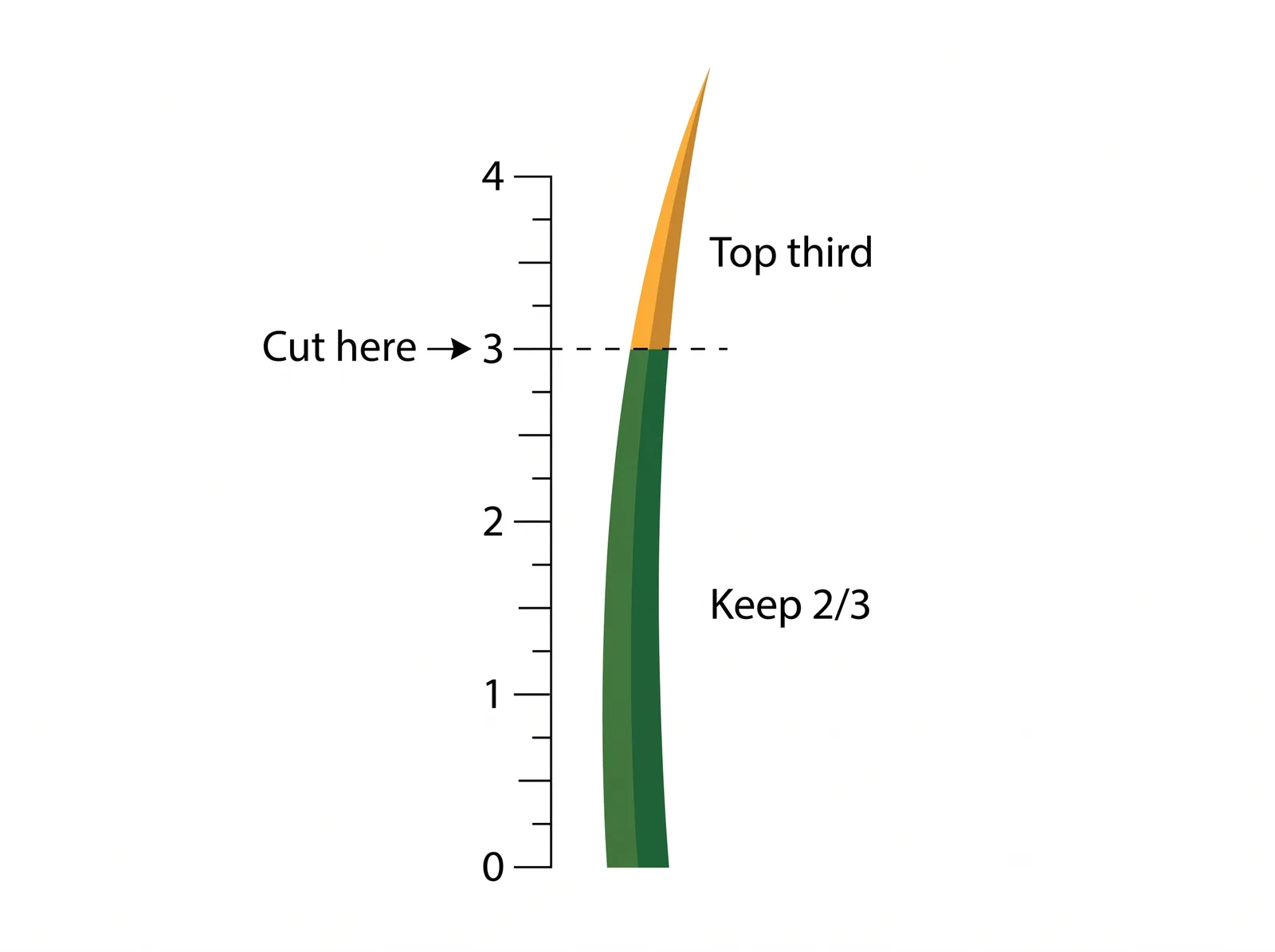 Diagram of the one-third mowing rule showing a grass blade at 4 inches cut down to 3 inches, removing only the top third