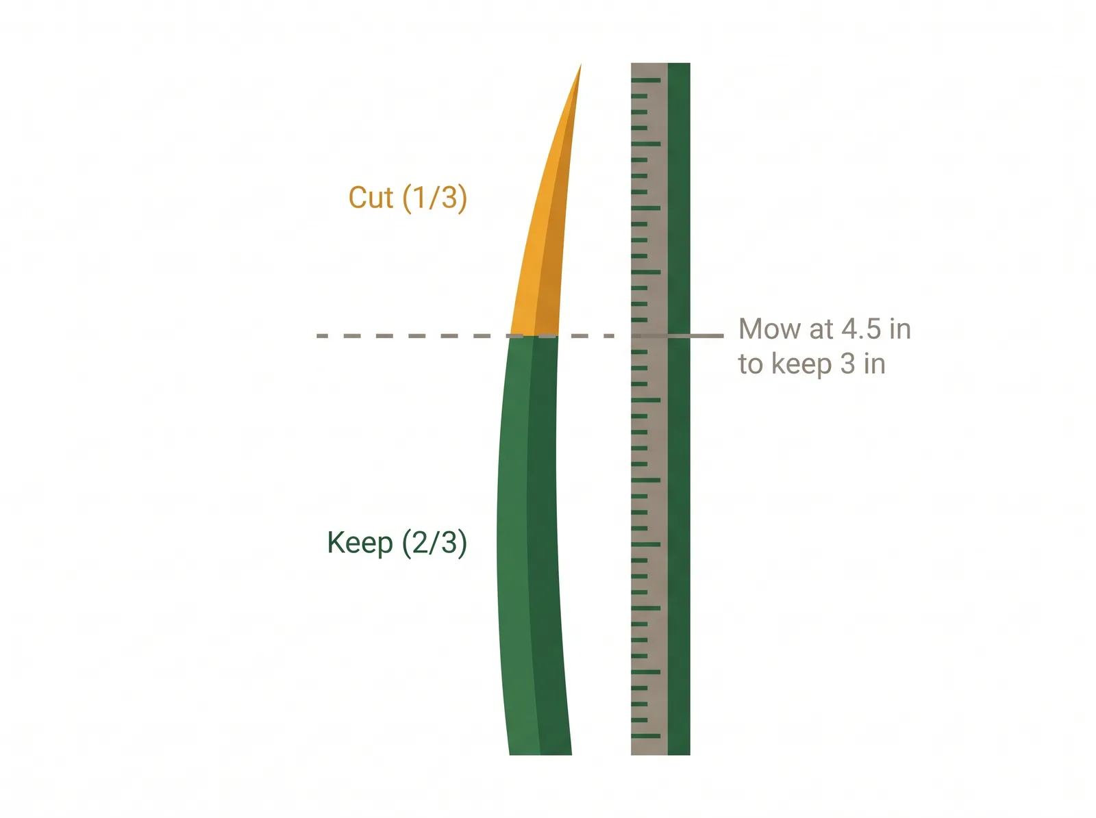Diagram of the one-third mowing rule showing a grass blade with only the top third removed, keeping the lower two-thirds intact