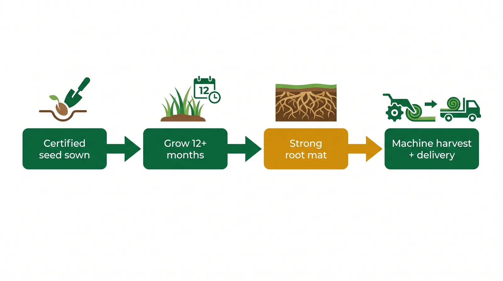 Timeline diagram of sod growing on an Ontario farm, from certified seed sown, through 12 to 24 months of growth and root development, to machine harvest and delivery