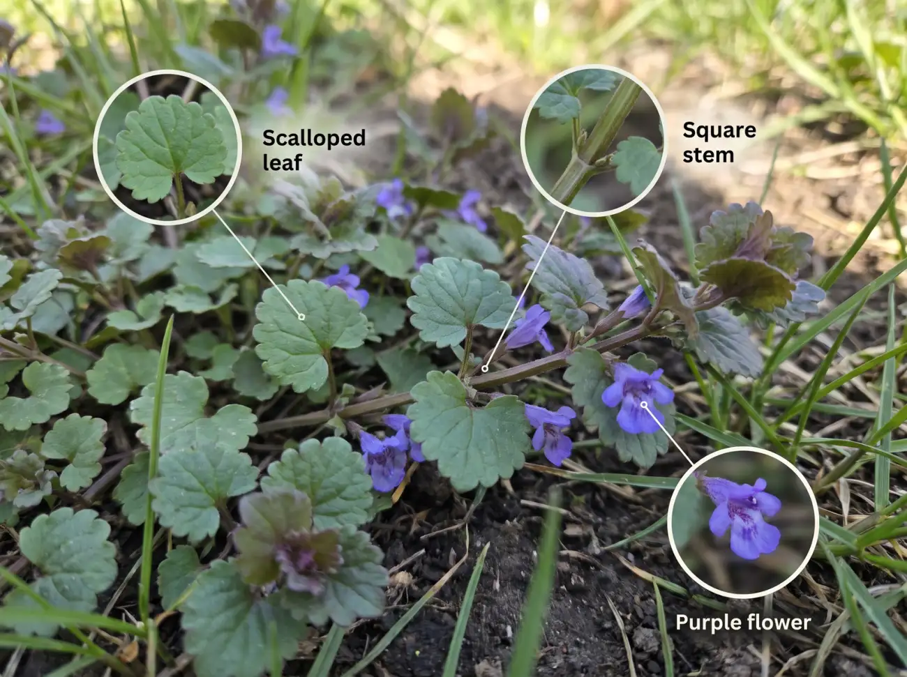 Annotated photo identifying creeping charlie by its round scalloped leaves, square stem, small purple flowers, and creeping stems that root at the nodes