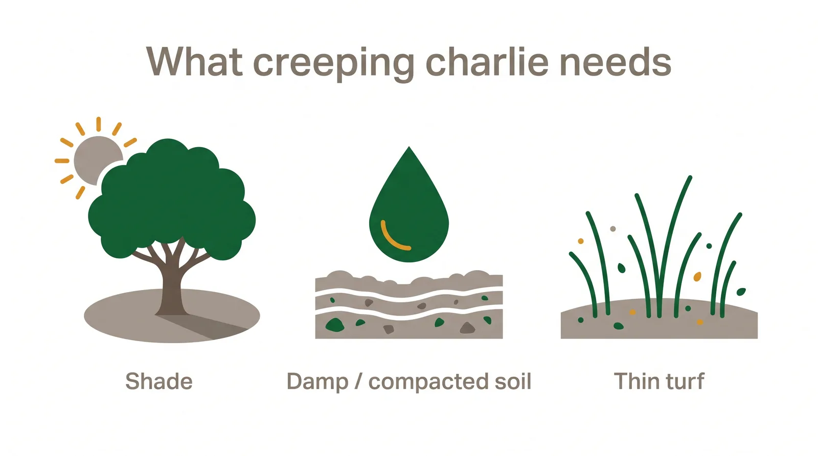 Diagram of the conditions creeping charlie needs to thrive: shade, damp or compacted soil, and thin scalped turf