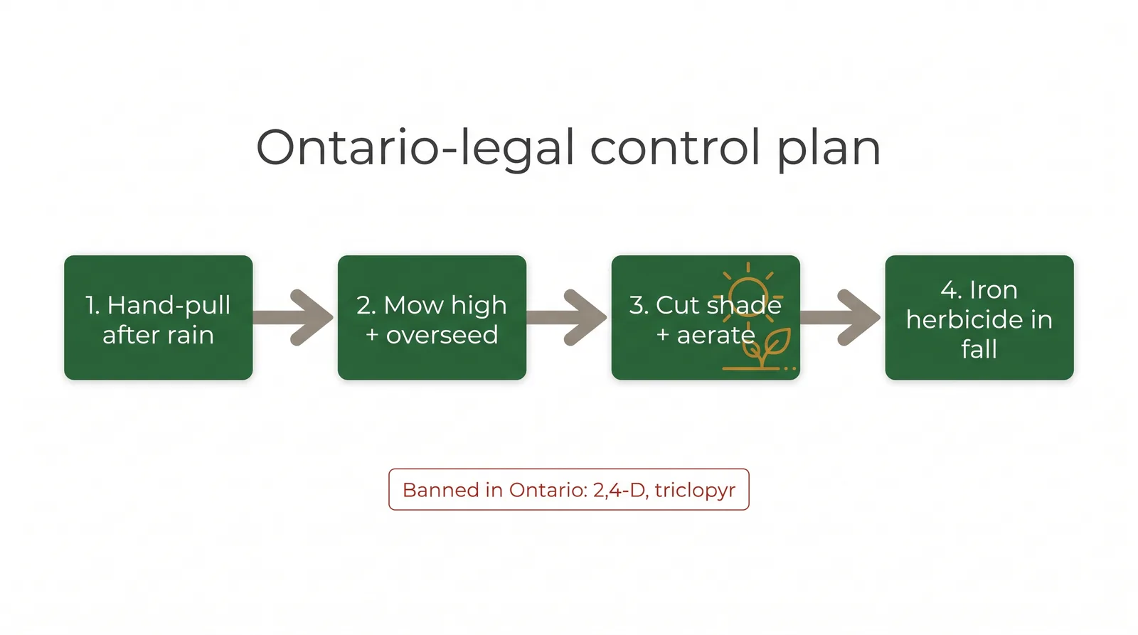 Flow diagram of an Ontario-legal creeping charlie control plan: hand-pull after rain, mow high and overseed, reduce shade and aerate, iron herbicide in fall, with 2,4-D and triclopyr marked banned