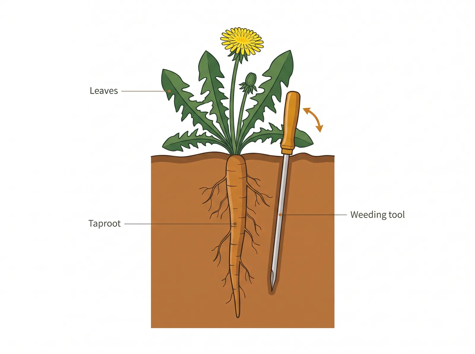 Diagram showing correct dandelion removal, a narrow weeding tool driven down beside the taproot to lever out the entire root rather than snapping off the leaves at the surface