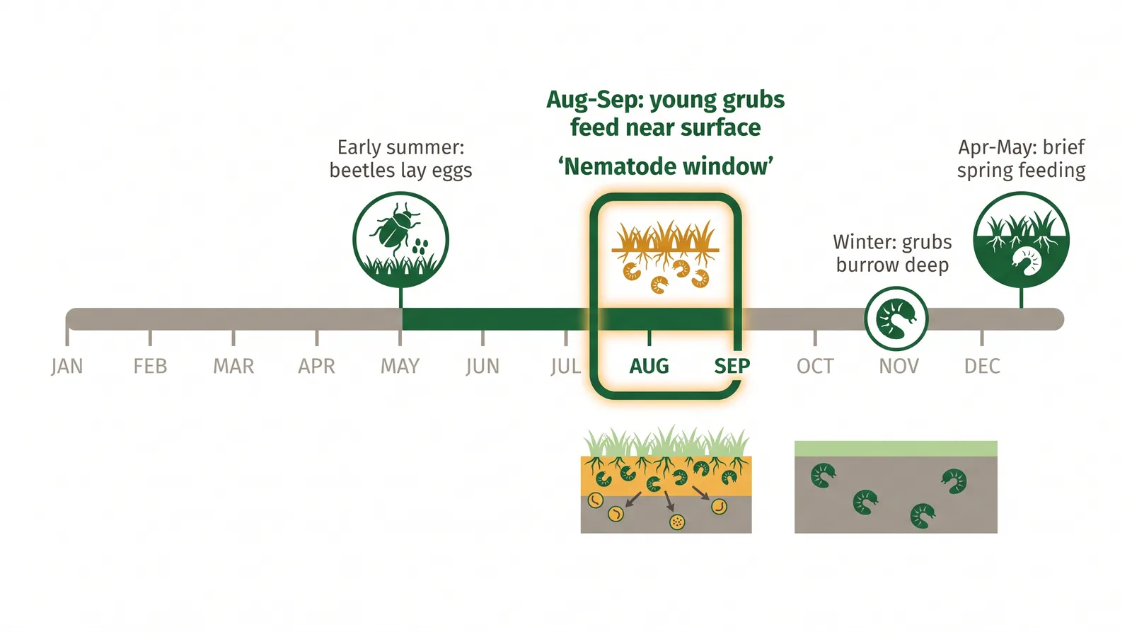 Timeline of the white grub life cycle in Ontario showing beetles laying eggs in early summer, young grubs feeding near the surface in late August and September, deep overwintering, and spring feeding in April and May