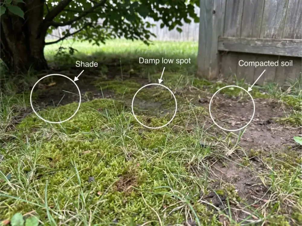 Annotated photo of a shaded lawn corner showing moss thriving where tree shade and a low wet spot meet thin grass