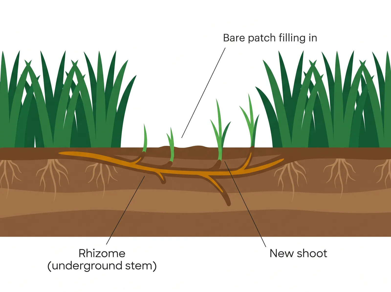 Diagram showing Kentucky bluegrass rhizomes spreading underground from parent plants and sending up new shoots to fill a bare patch in a lawn