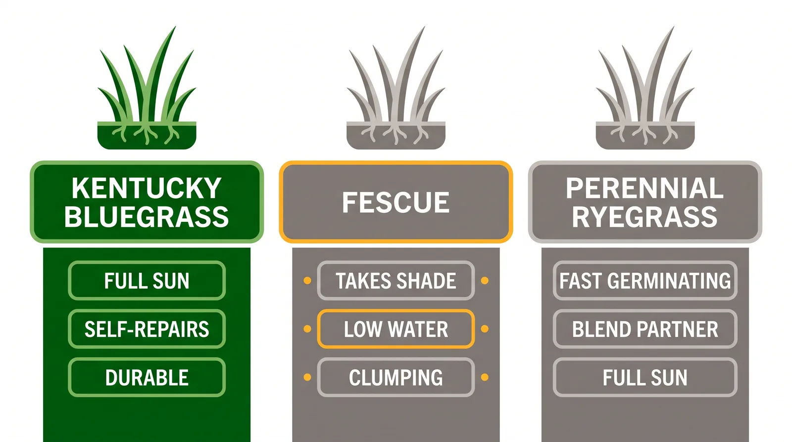 Comparison of three cool-season lawn grasses for Ontario: Kentucky bluegrass, fescue, and perennial ryegrass, rated on sun, shade tolerance, self-repair, and establishment speed