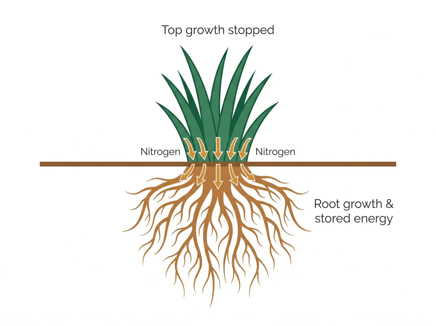 Cross-section diagram of a grass plant in late fall showing nitrogen moving down to root growth and stored energy reserves rather than to leaf blades