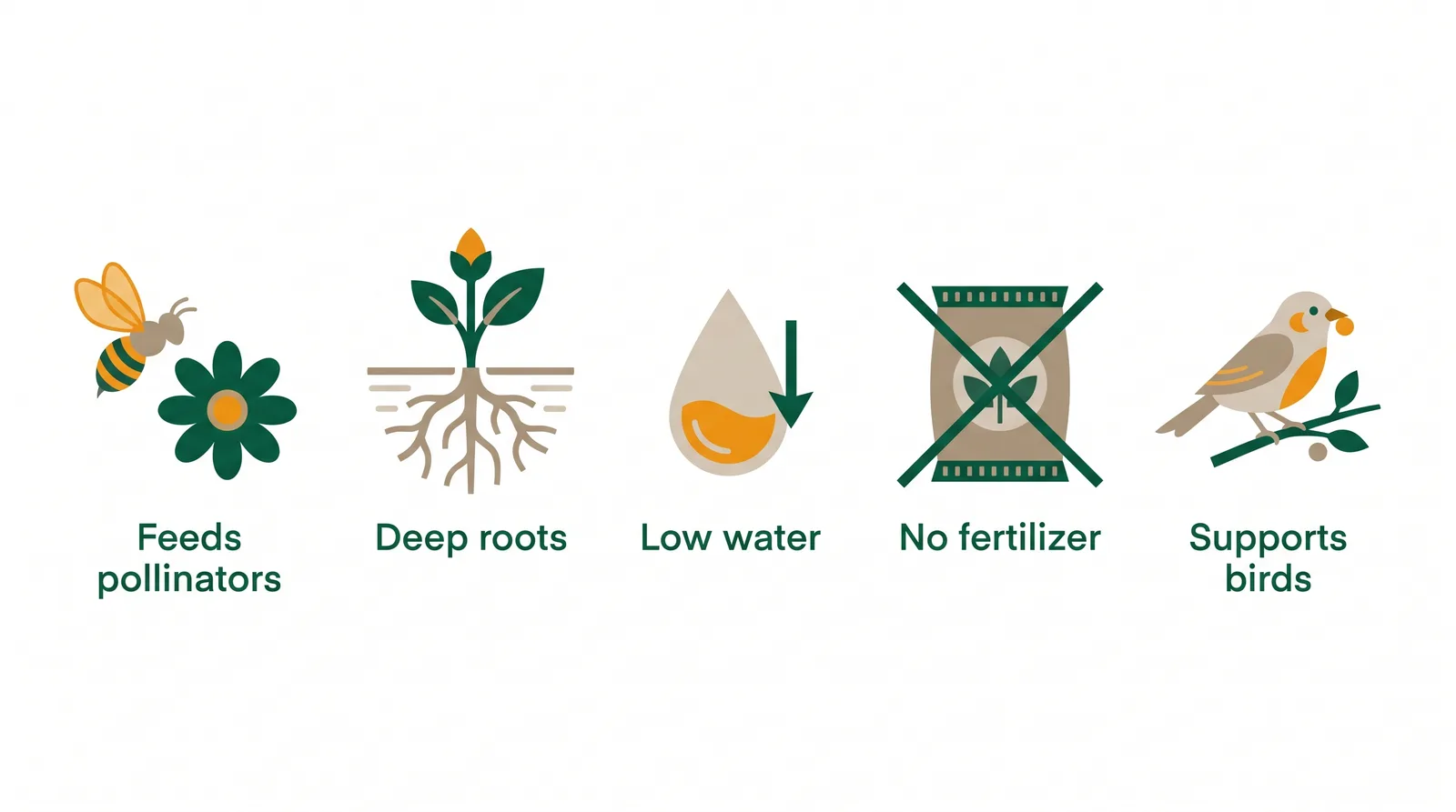 Diagram of the benefits of native plants: feeds pollinators, deep roots, low water, no fertilizer, and supports birds