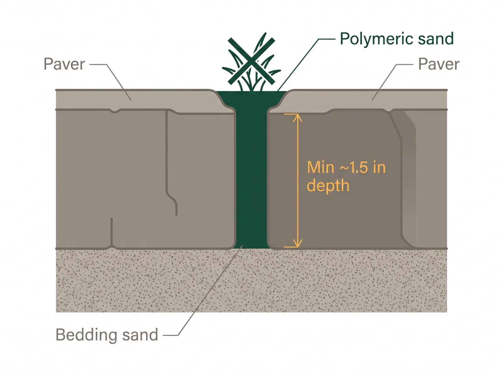 Cross-section diagram of polymeric sand filling a paver joint down to the bedding sand, sealing against weeds and water, with a minimum joint depth label