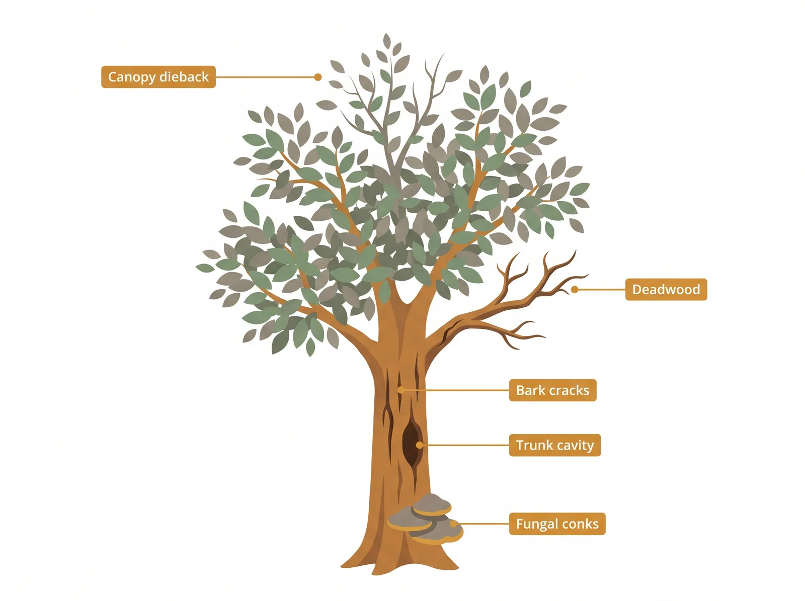 Annotated diagram of a declining tree showing canopy dieback, deadwood, bark cracks, a trunk cavity, and fungal conks at the base