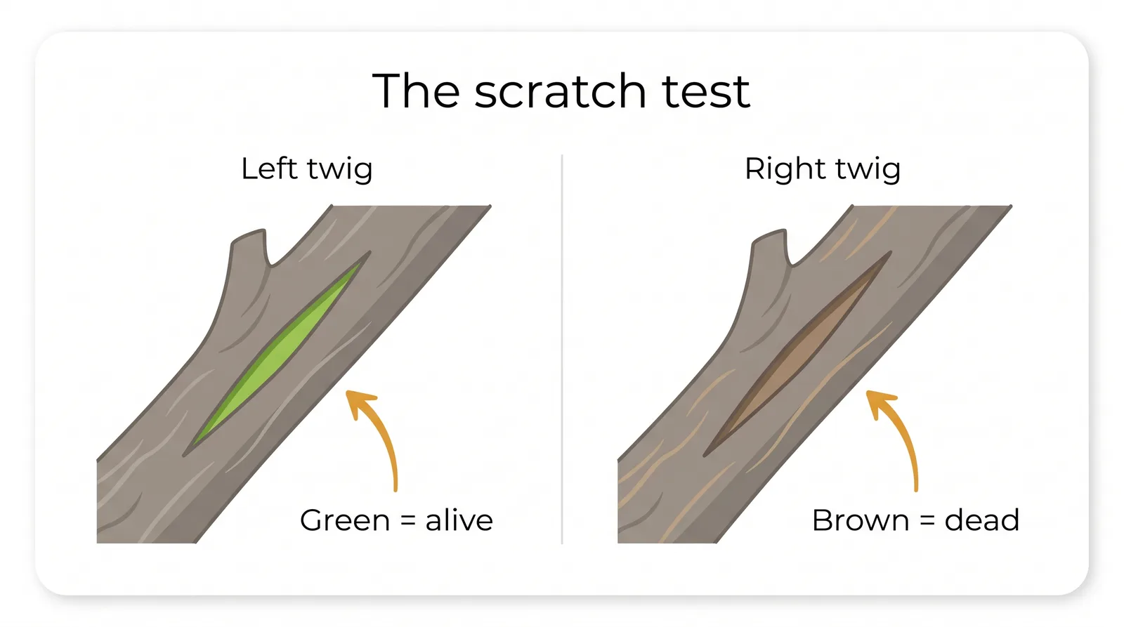 Diagram of the scratch test showing a scratched twig with green living tissue on one branch and brown dead tissue on another